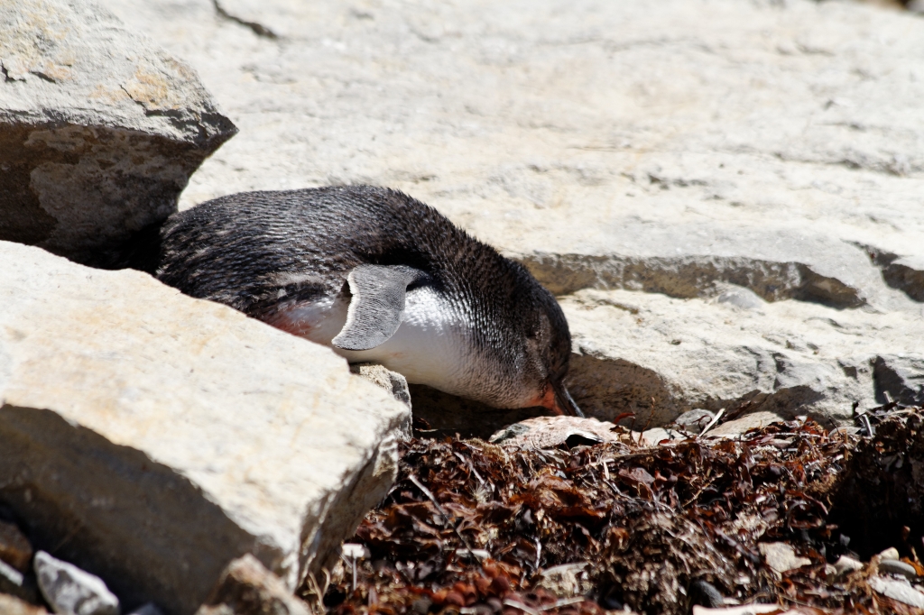 10 - Maria Island NP (15).jpg